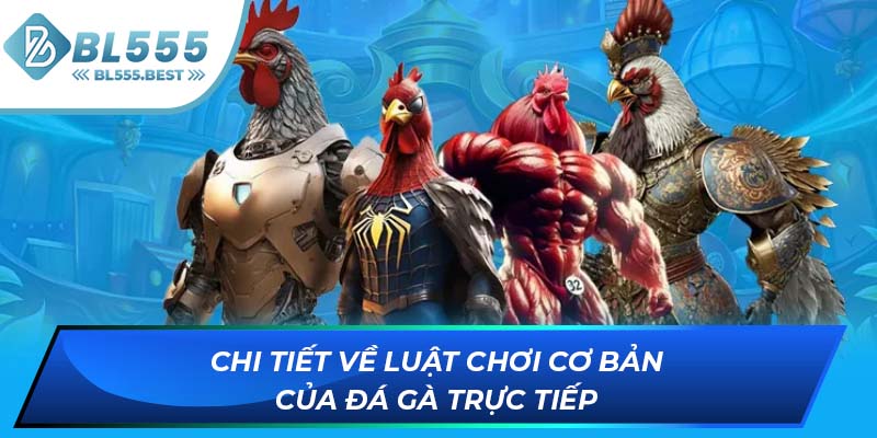 Chi tiết về luật chơi cơ bản của đá gà trực tiếp